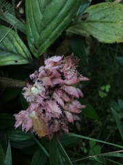 Glossoloma ichthyoderma