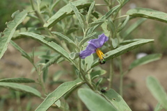 Augochloropsis ignita