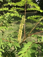 Adenanthera