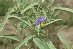 Augochloropsis ignita