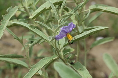 Augochloropsis ignita