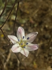 Triteleia