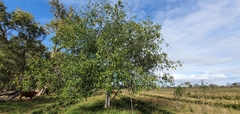 Ficus opposita