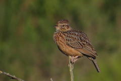 Mirafra apiata marjoriae