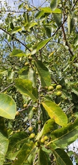 Ficus opposita