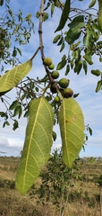 Ficus opposita