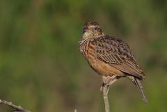 Mirafra apiata marjoriae