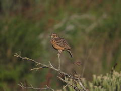 Mirafra apiata marjoriae