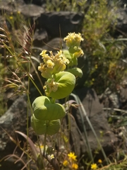 Streptanthus diversifolius