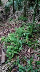 Asplenium lamprophyllum