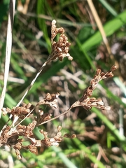 Juncus effusus solutus