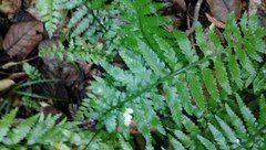 Asplenium lamprophyllum