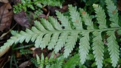 Asplenium lamprophyllum