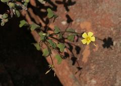 Oxalis haedulipes