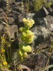 Streptanthus diversifolius