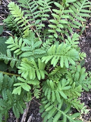 Tanacetum vulgare