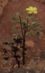 Oxalis haedulipes