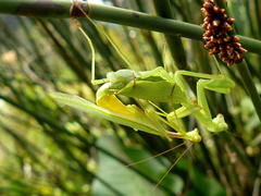 Miomantis