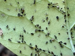 Aphis fabae solanella