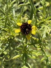 Encelia ventorum