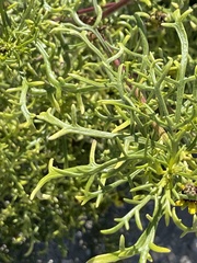 Encelia ventorum