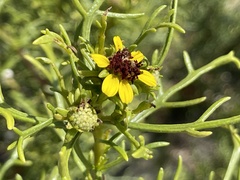 Encelia ventorum
