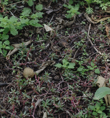 Portulaca quadrifida