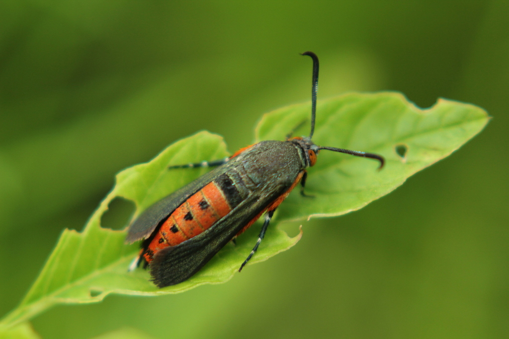 Squash Vine Borer Moth Common Moth And Butterflies Of Indiana   Large 