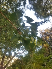 Ginkgo biloba
