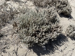 Atriplex julacea