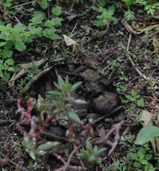 Portulaca quadrifida