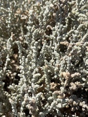 Atriplex julacea