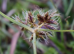 Cyperus mundii