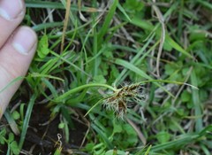Cyperus mundii
