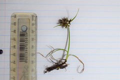 Cyperus mundii