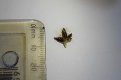 Cyperus mundii