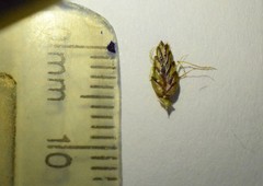 Cyperus mundii