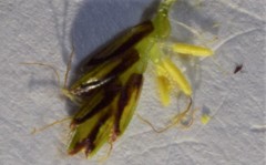 Cyperus mundii