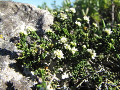 Phylica greyi