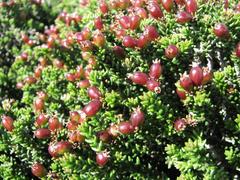 Phylica greyi