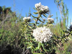 Phylica propinqua