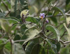 Solanum campylacanthum