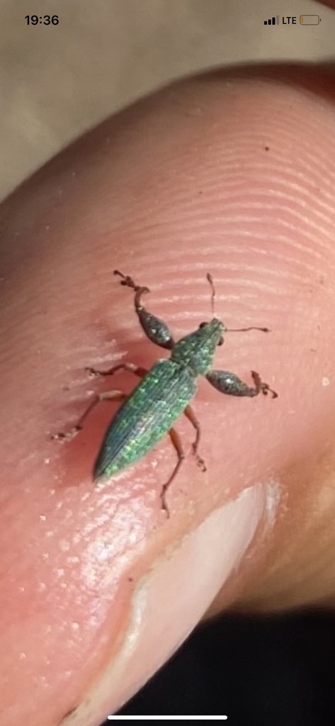 Macropterus