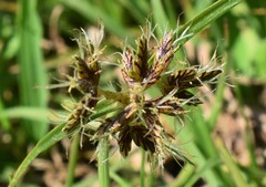 Cyperus mundii