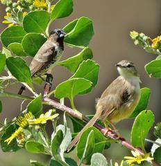 Prinia subflava pondoensis