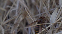 Cicada barbara lusitanica