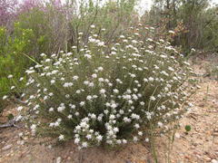 Phylica pustulata