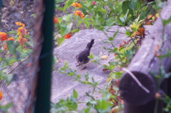 Curruca melanocephala