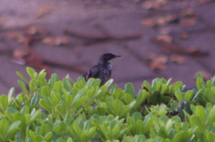 Curruca melanocephala