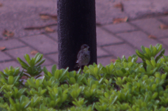 Curruca melanocephala